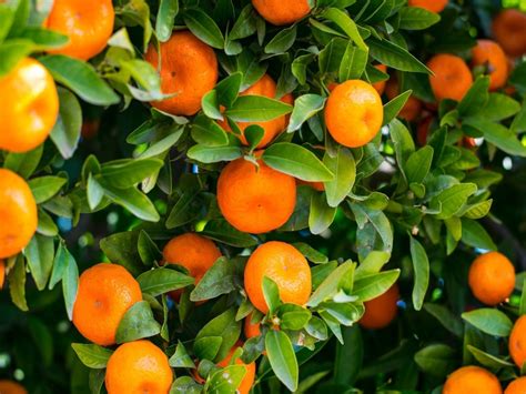 small oranges